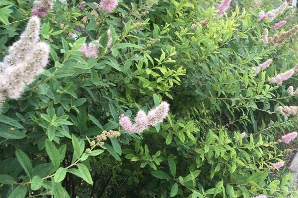 Bridewort