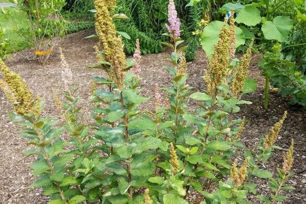 Meadowsweet