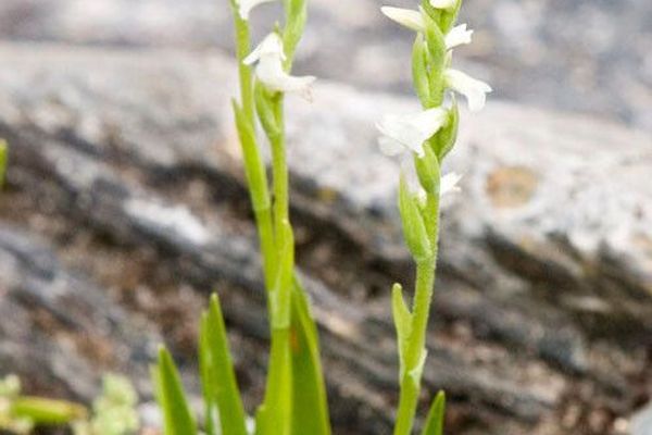 Summer lady's-tresses