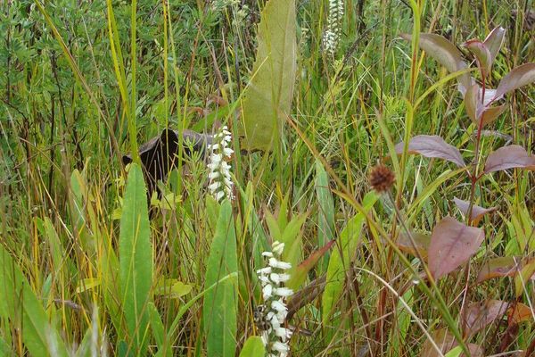 Nodding ladies' tresses