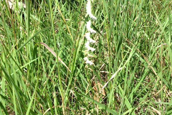 Northern slender lady's tresses