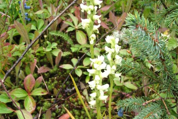 Irish lady's-tresses