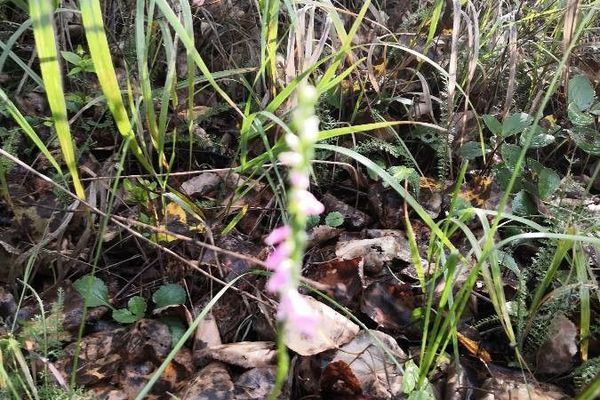 Ladies-tresses