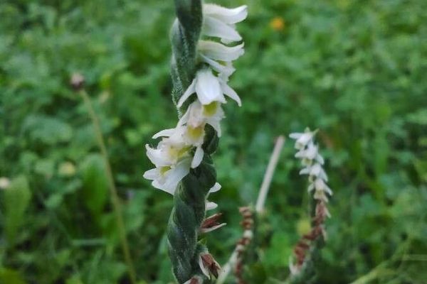 Autumn lady's tresses spiranthes