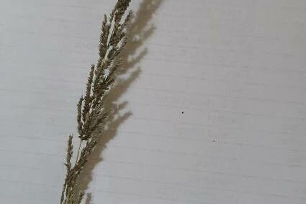 Rat-tail grass