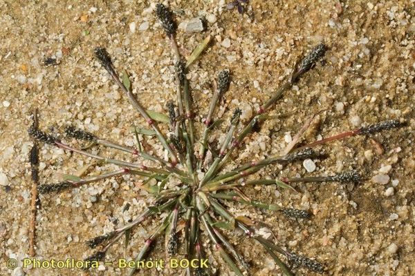 Foxtail prickle grass