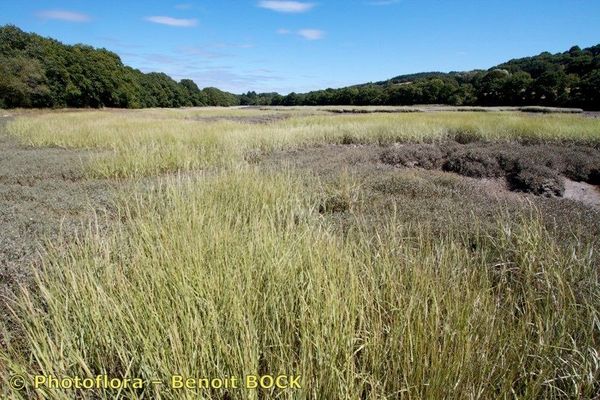 Smooth cordgrass