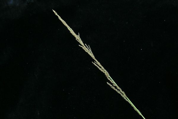 Sporobolus fertilis