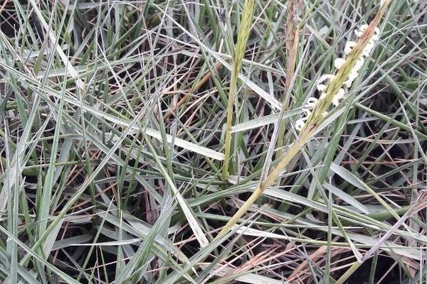 Cape cordgrass