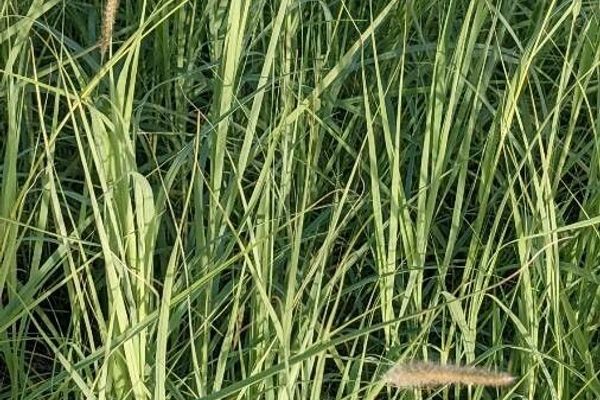Prairie cordgrass