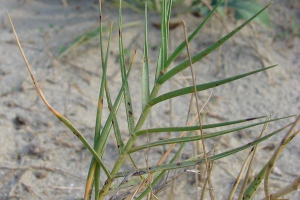 Sporobolus pungens