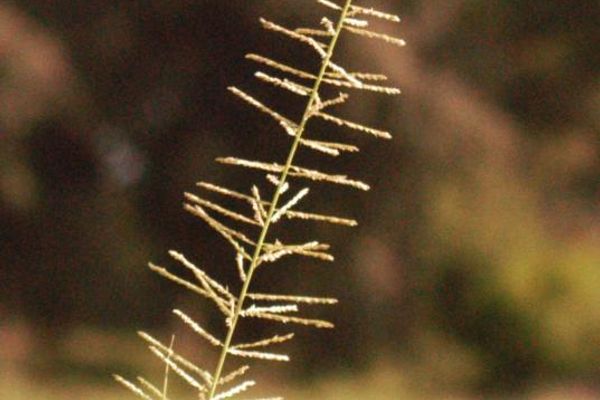 Sporobolus pyramidalis