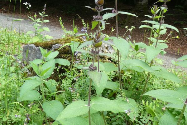 Limestone woundwort