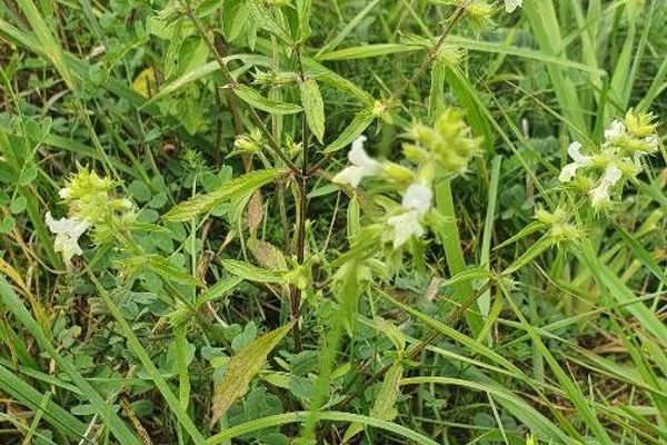 Annual yellow woundwort