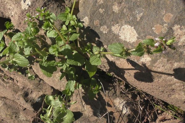 Field stachys