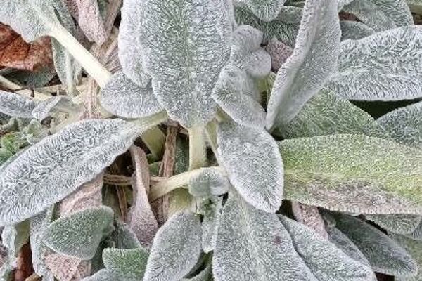 Lamb's-ear
