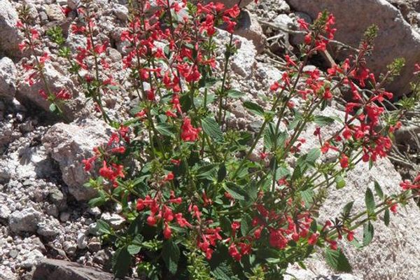 Scarlet hedgenettle