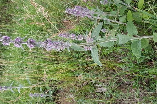 Downy woundwort