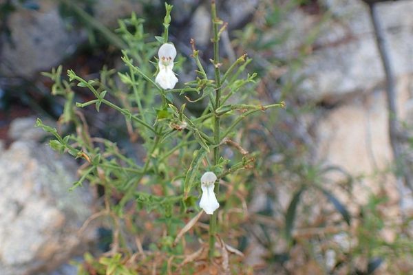 Stachys glutinosa
