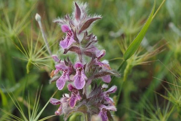 Stachys heraclea