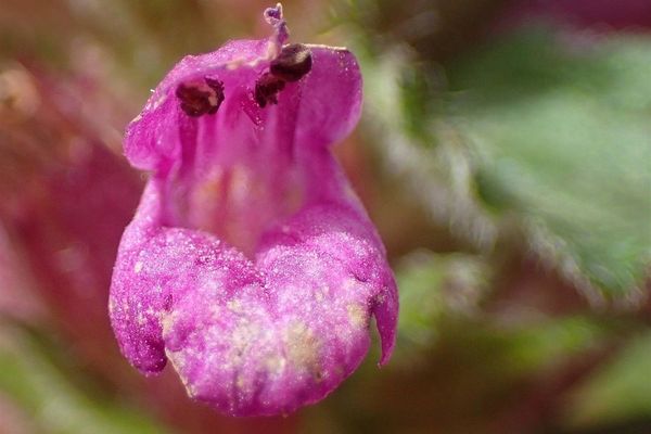 Stachys pradica