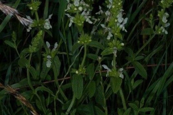 Perennial yellow-woundwort