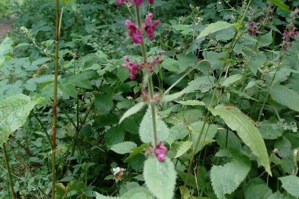 Hedge woundwort