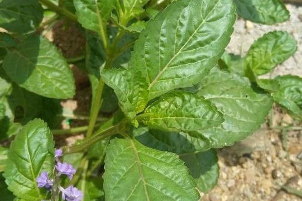 Blue porterweed