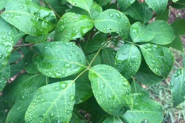 Staphylea bumalda