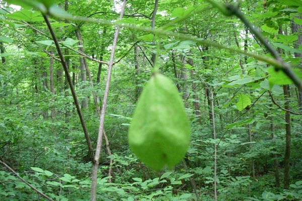 American bladdernut