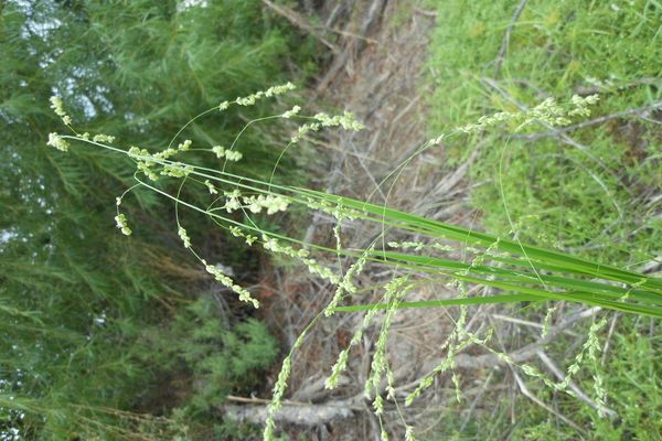 Gaping panic grass