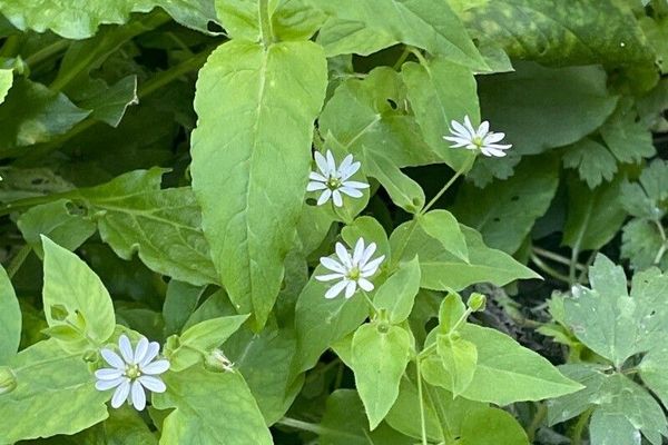 Giant chickweed