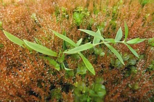Boreal starwort