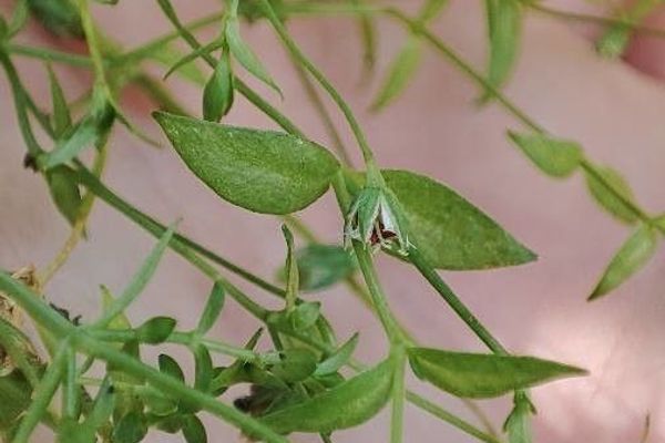Fleshy starwort