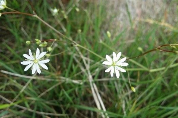 Grass-leaf starwort