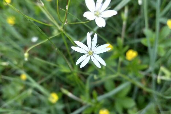 Longleaf starwort