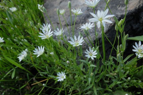 Long-stalk starwort