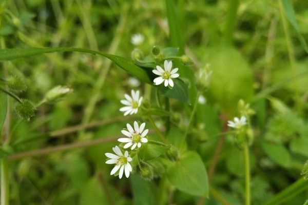 Common chickweed