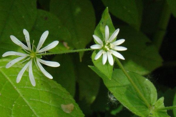 Wood stitchwort