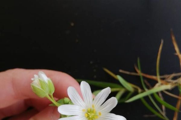 Meadow starwort