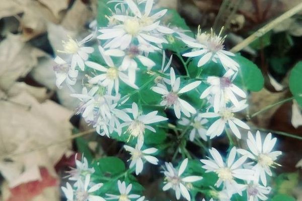 Star chickweed