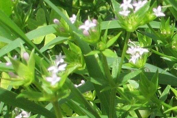 Prairie bluets