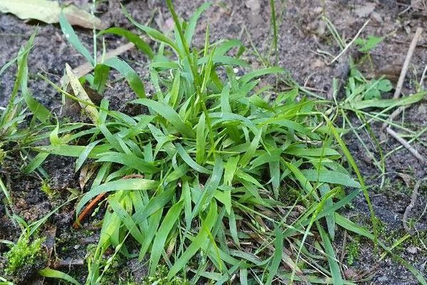 Pimento grass