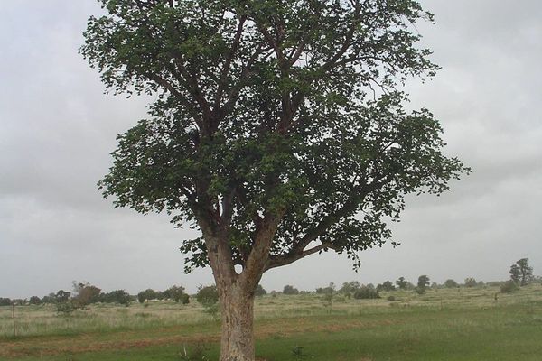 Sterculia setigera