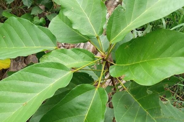Sterculia