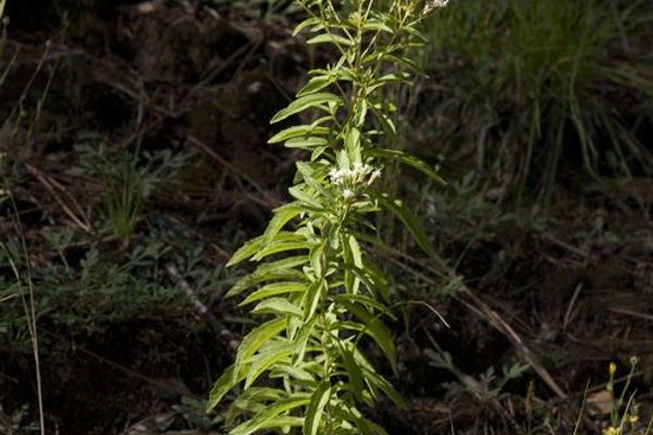 Sawtooth candyleaf