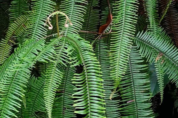 Mexican umbrella fern