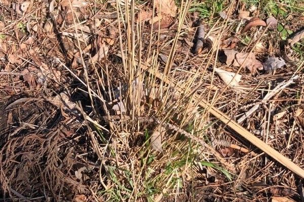 Sharp-awned feathergrass