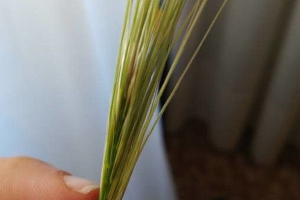Mediterranean needlegrass