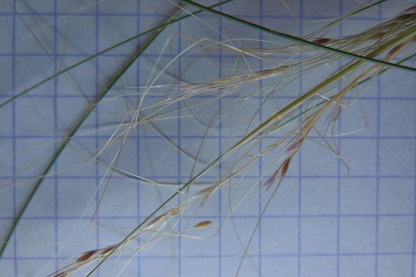 Dwarf feather grass